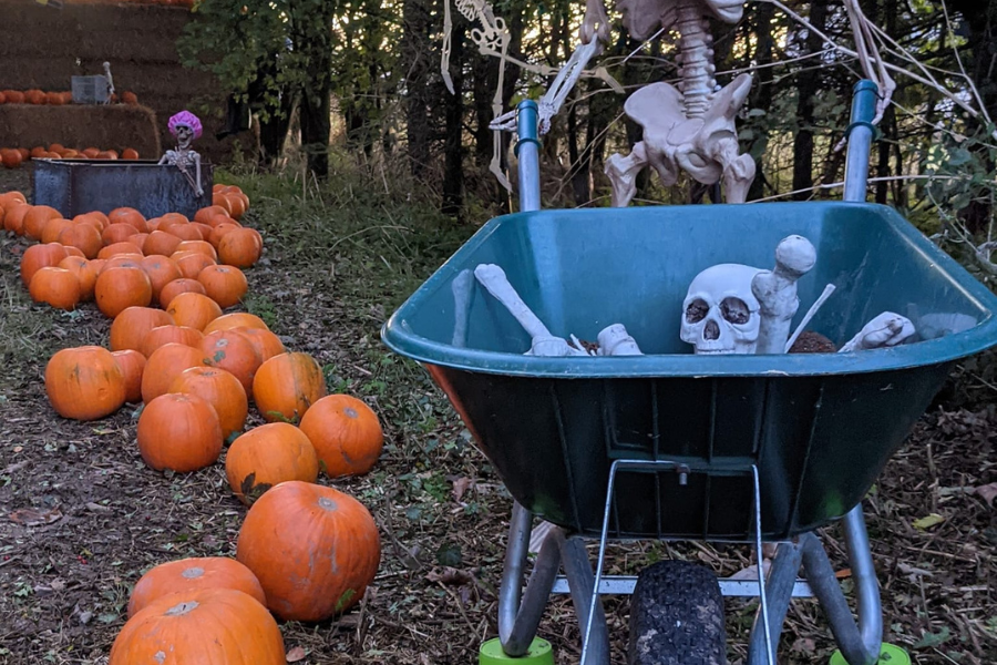 pumpkins and skeleton pushing bones in wheelbarrow