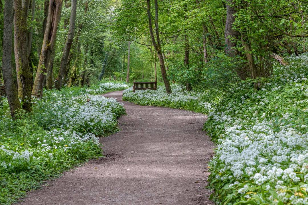 rail trail woodland walk